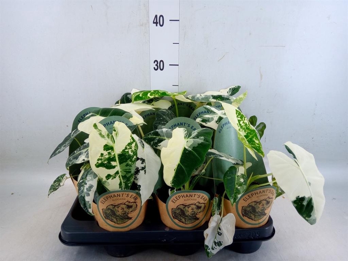 <h4>Alocasia   ...</h4>