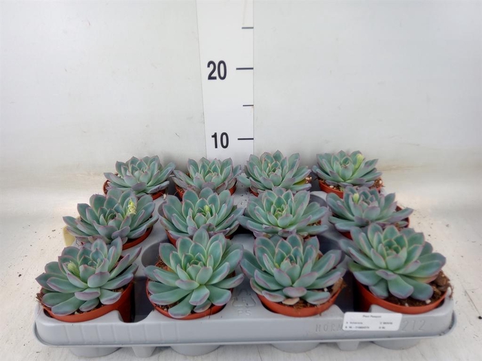 <h4>Echeveria  'Apus'</h4>