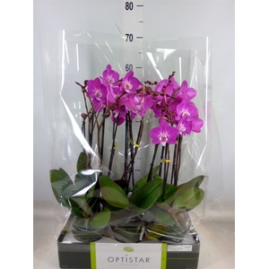 Phalaenopsis   ...lilac