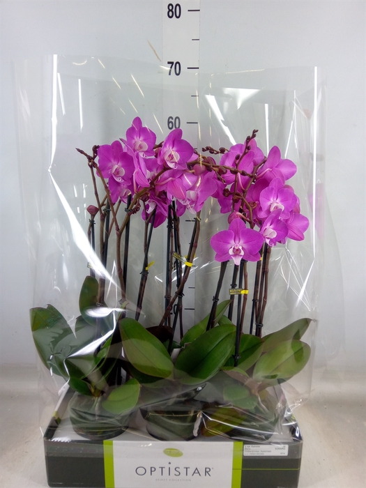 <h4>Phalaenopsis   ...lilac</h4>