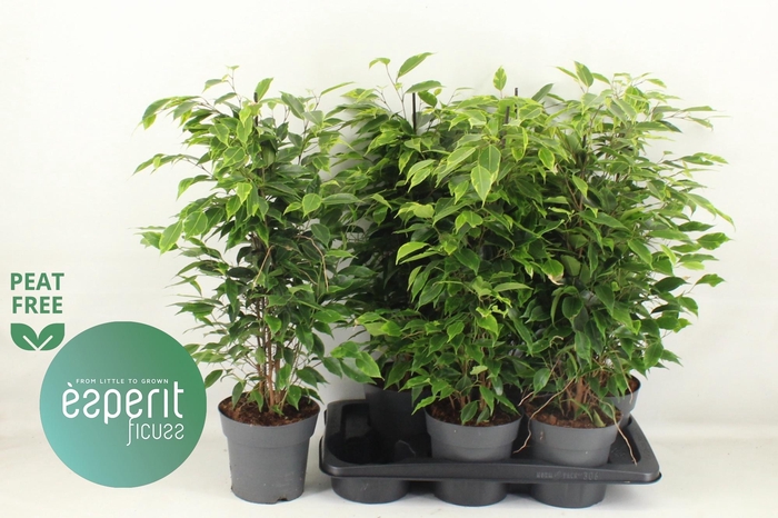 <h4>FIC BE ANASTASIA</h4>