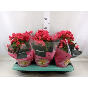 Begonia elat. DU 'Serena'