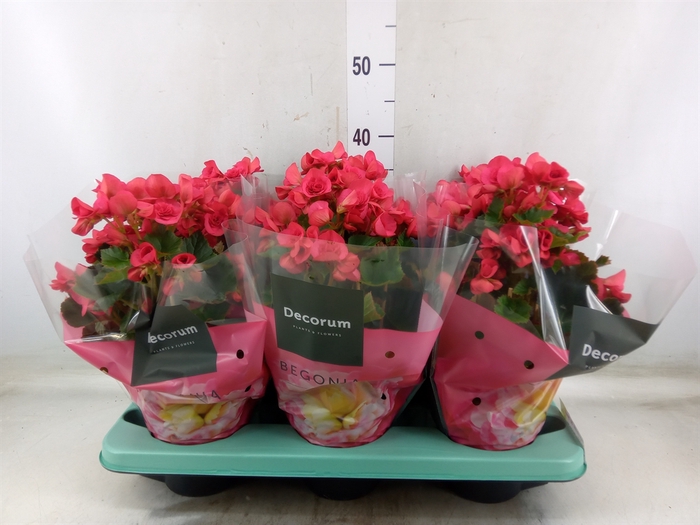 <h4>Begonia elat. DU 'Serena'</h4>