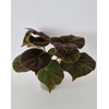 BEGONIA MASONIANA p12