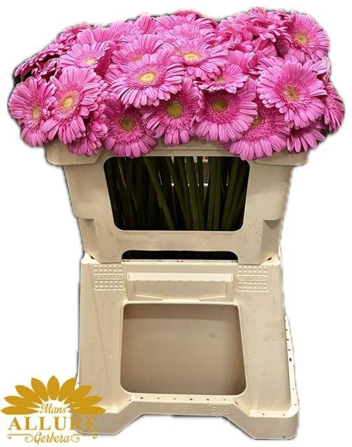 <h4>KIRSTEY chambre</h4>