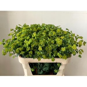 BUPLEURUM ROTUNDIFOL