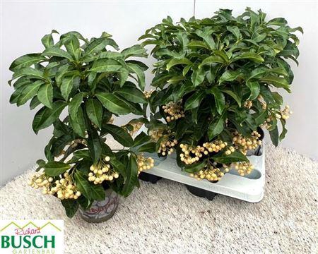 <h4>Ardis Crenata White</h4>