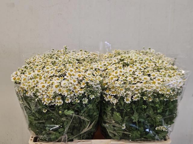 <h4>TANA PA CAMERON</h4>