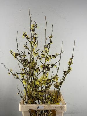 <h4>Hamamelis Pallida</h4>