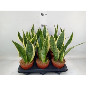 Sansevieria trifa. 'Futura Superba'