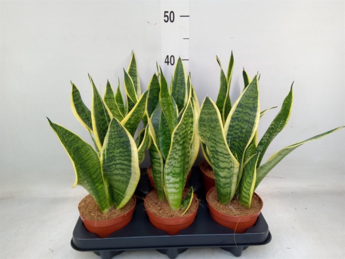 <h4>Sansevieria trifa. 'Futura Superba'</h4>