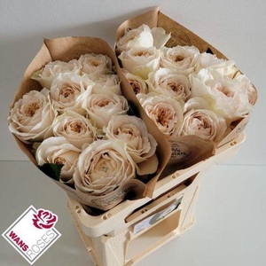 R GR SHADE OF BEIGE! .