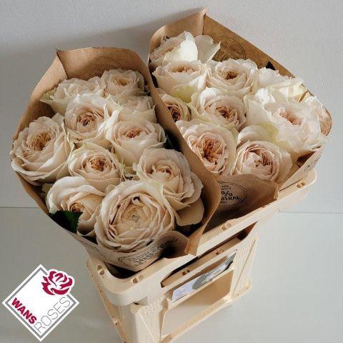 <h4>R GR SHADE OF BEIGE! .</h4>