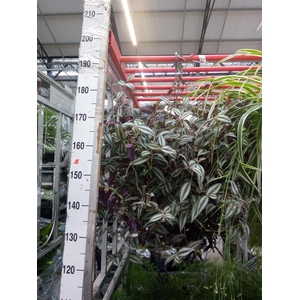 Tradescantia zebr.