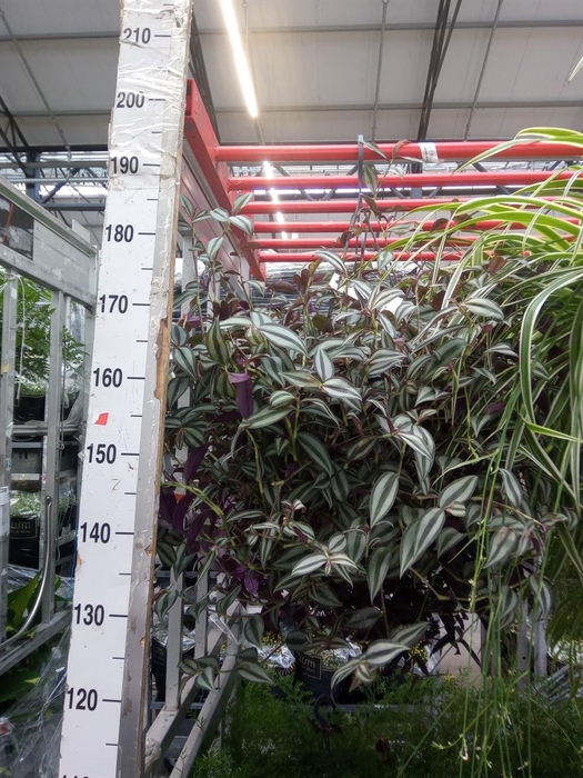 <h4>Tradescantia zebr.</h4>