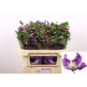 Clematis Amazing Sydney