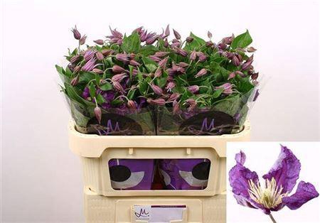 <h4>Clematis Amazing Sydney</h4>