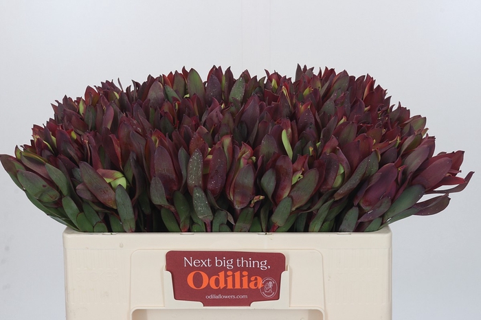 <h4>Leucadendron Senorita</h4>
