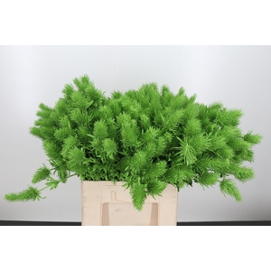 Eryn Supernova Kl Bh Appelgroen