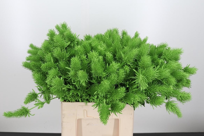 <h4>Eryn Supernova Kl Bh Appelgroen</h4>