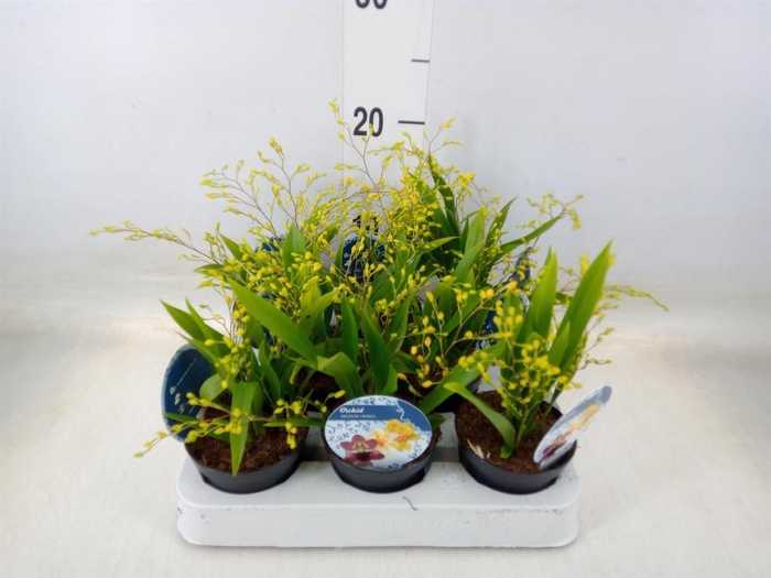 <h4>Oncidium   ...</h4>