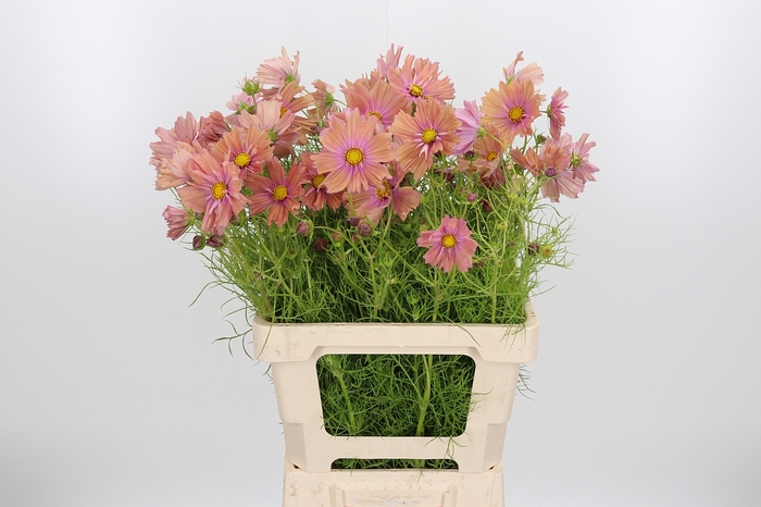 <h4>Cosmos Bipinnatus Salmon</h4>