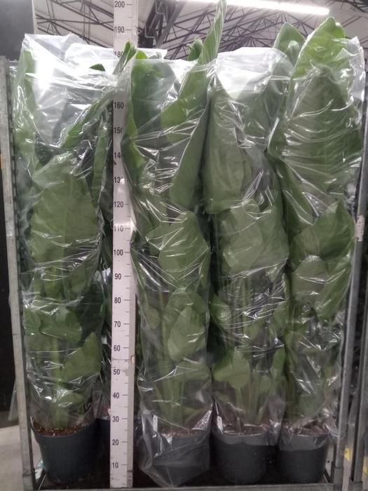 <h4>Strelitzia nicolai</h4>