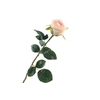 Rosa Salmon