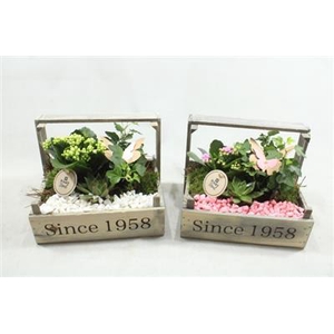 5100 Bollenkist Roze/wit