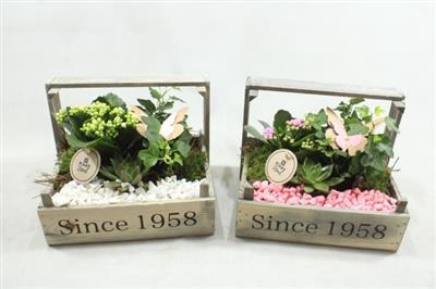 <h4>5100 Bollenkist Roze/wit</h4>