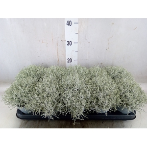 Leucophyta     [Calocephalus]