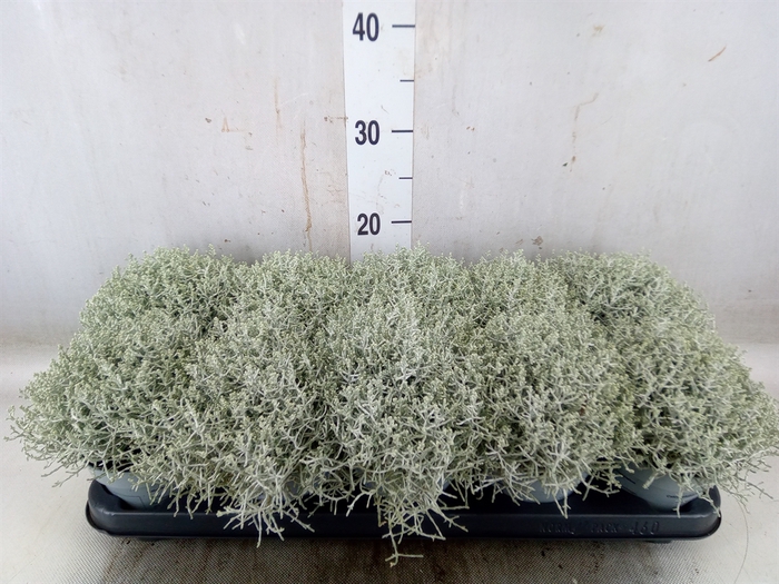 <h4>Leucophyta     [Calocephalus]</h4>