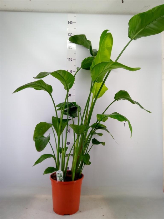 <h4>Strelitzia nicolai</h4>