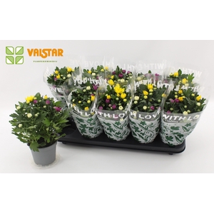 CARNAVAL Chrysanthemum,12 cm Dubbelbloemig With Love by Valstar