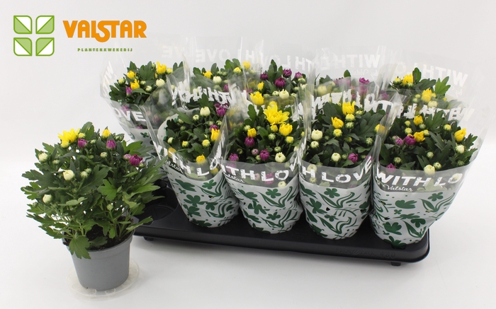 <h4>CARNAVAL Chrysanthemum,12 cm Dubbelbloemig With Love by Valstar</h4>