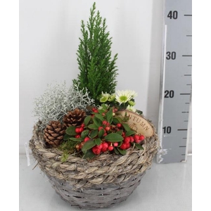 ARR TUINPLANTEN