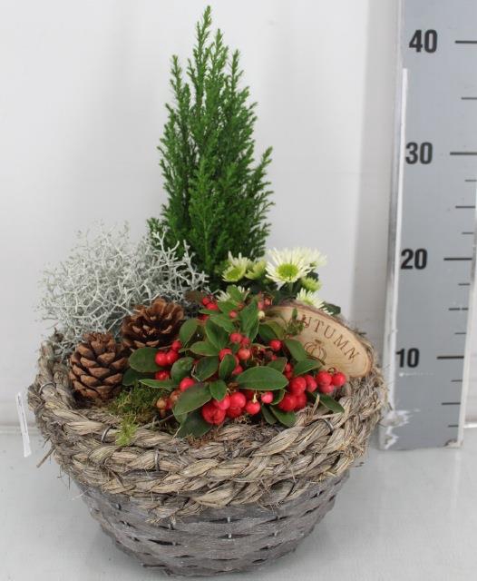 ARR TUINPLANTEN