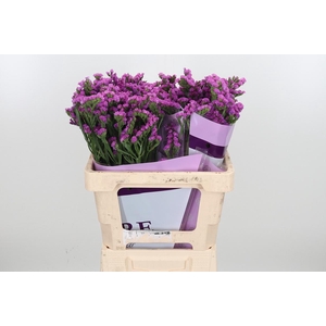 Limon S Rosa Sun Birds