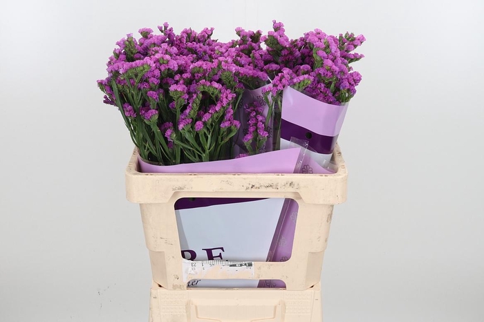 <h4>Limon S Rosa Sun Birds</h4>