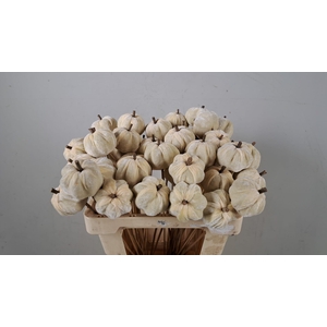 Stick pumpkin velvet white