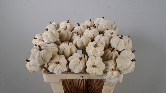 <h4>Stick pumpkin velvet white</h4>