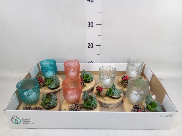 <h4>Arr.  Succulents L%</h4>