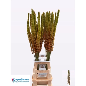 Eremurus Pinokkio
