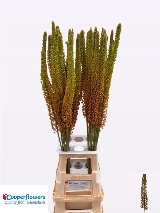 <h4>Eremurus Pinokkio</h4>