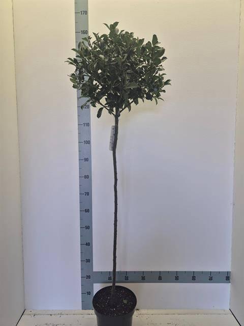 <h4>ILEX MES BLUE MAID</h4>