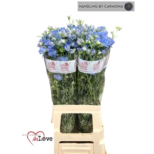 Delph En M Sky Blue 80cm