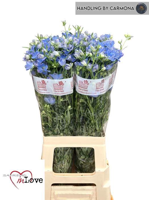 <h4>Delph En M Sky Blue 80cm</h4>