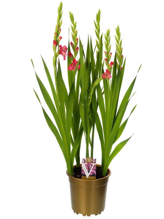 <h4>Gladiolus glamini Eva</h4>