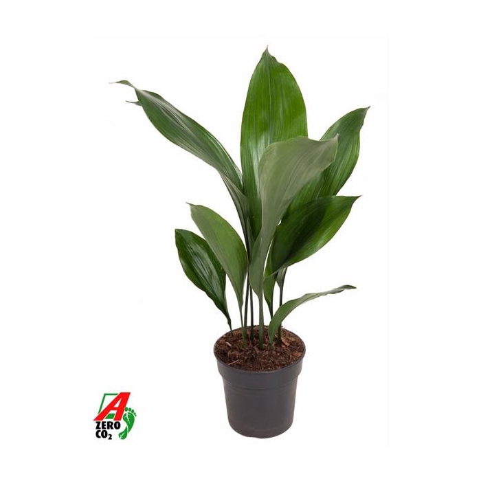 <h4>Aspidistra Elatior P15</h4>