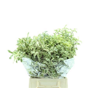 Pittosporum tenuifolium 'Silver Queen'